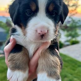 Bernese Mountain Dog Puppies from Cocos Puppy Tales