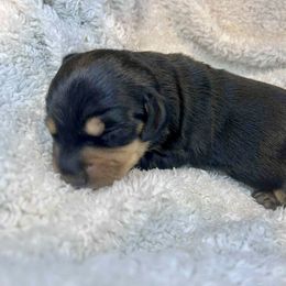 Rosie - Black and tan female Dachshund puppy in Browns Valley, California from Hidden Oaks Dachshunds