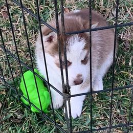 Siberian Husky Puppies from Great Warriors