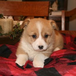 Maisy - Red female Pembroke Welsh Corgi puppy in Chetopa, Kansas from Lapp Livestock Farm Corgi's
