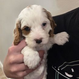 Juniper (Yellow Collar) - Blenheim female Cavapoo puppy in Nephi, Utah from Salt Creek Doodles