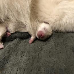 Samoyed Puppies from Carefree Samoyeds