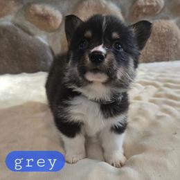 Grey - Black and tan male Pembroke Welsh Corgi puppy in Necedah, Wisconsin from The 6Ks Paws and Hobbies