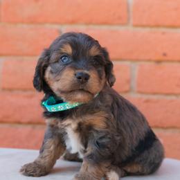 Aussiedoodle and Goldendoodle Puppies from Ever After Doodles Arizona