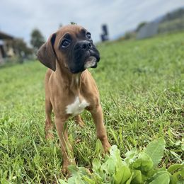 Boxer Puppies from Red Rock Boxers