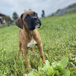 Boxer Puppies from Red Rock Boxers