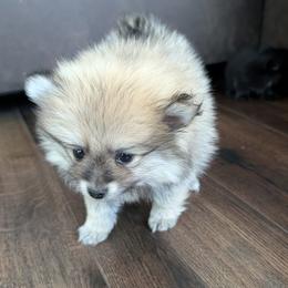 Pomeranian Puppies from TAMARA PLANIDA