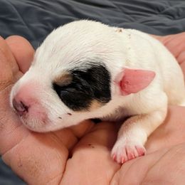 Pumpkin - Tri-colored female Parson Russell Terrier puppy in Whitehall, Montana from Montana Jacks