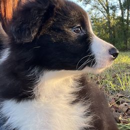 Boy 1 - Black and white male Border Collie puppy in Graceville, Florida from Fire N Arrows Border Collies