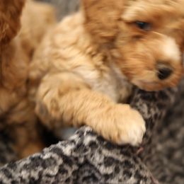 Australian Labradoodle Puppies from Majestic Labradoodles