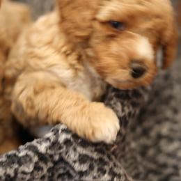 Australian Labradoodle Puppies from Majestic Labradoodles