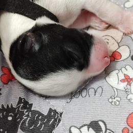 Boy 4 - Parti Miniature Schnauzer puppy in Hertford, North Carolina from Little Bug Schnauzers