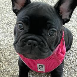 French Bulldog Puppies from Nuthin’ But Frenchies