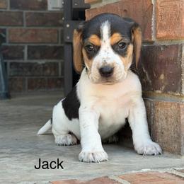 Jack - Black tan and bluetick male Beagle puppy in Mansfield, Missouri from Rippee Creek Kennel