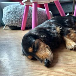 Raven - Dachshund