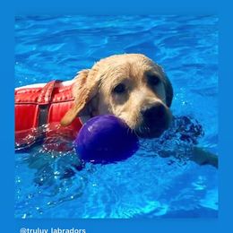 Labrador Retrievers from Tru Luv Labradors