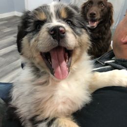 Australian Shepherd All Grown Up from K & R Australian Shepherds