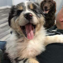 Australian Shepherd All Grown Up from K & R Australian Shepherds