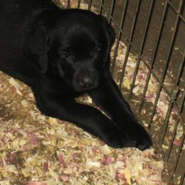 Labrador Retriever Puppies from Rustic View Farm