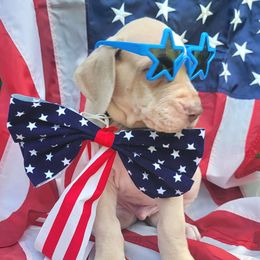 Juniper - Silver Great Dane puppy in Monroe County, Pennsylvania from Poke-A-Nose Danes