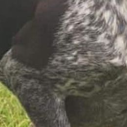 German Shorthaired Pointers from JIP CREEK KENNEL