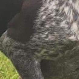 German Shorthaired Pointers from JIP CREEK KENNEL