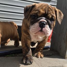 Zeus - Red brindle and white male Bulldog puppy in Strongsville, Ohio from Magnifique Bulldogs