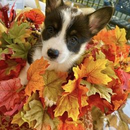 Pembroke Welsh Corgi Puppies from Corgitown