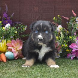 Robbin - Black tri-color male Australian Shepherd puppy in Fallon, Nevada from Double H Australian Shepherds
