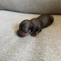 Zena - Sable female Dachshund puppy in Madera, California from The House Of Dox