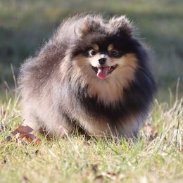 Tesla  - Pomeranian