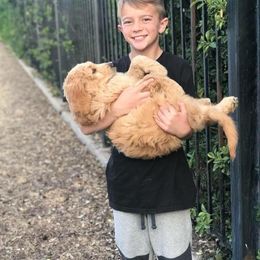 Goldendoodle Puppies from Penny Doodles