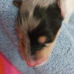 Blue Merle Boy 2 - Blue merle white and tan male Collie puppy in Nunn, Colorado from Kingsgift Collies