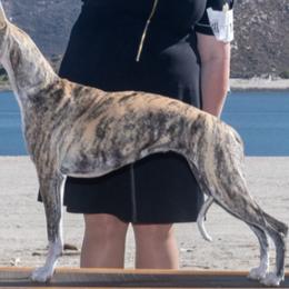 Whippets from Wonderstruck