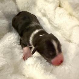 Boy 1 - Blue merle male Aussiedoodle puppy in Martin County, Florida from Biggie Ranch