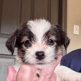 Breezy - White and tan female Russell Terrier puppy in Viper, Kentucky from Mountain Top