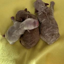 Boy 1 - Red male Maltipoo puppy in California from Yorkie & Maltese Royalty