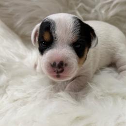 Bruiser - Tri-color male Jack Russell Terrier puppy in Yakima County, Washington from Saddle Rock Kennels