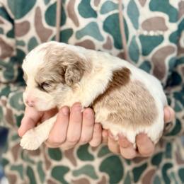 Rosie - Red merle female Aussiedoodle puppy in Eastman, Georgia from Dood B Ranch