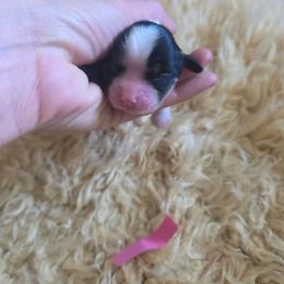 Oreo - Tri-color female Cavalier King Charles Spaniel puppy in Springfield, Missouri from Caney Mountain Cavaliers LLC