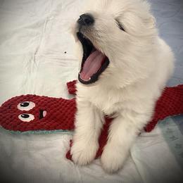 Samoyed Puppies from Hursley Manor Samoyeds