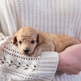 Goldendoodle Puppies from OikiaDoodle