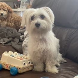 Flora - Coton de Tulear