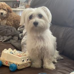 Flora - Coton de Tulear