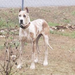 Magnum - Great Dane