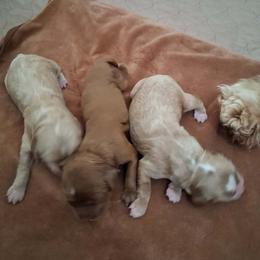 Female 3 - Buff and white female Cockapoo puppy in Howell, Michigan from Robbin's Treasures