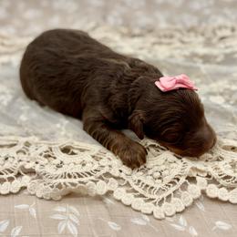 Princess Tiana - Brown female Bernedoodle puppy in Munster, Indiana from Miranda’s Sunshine Poodles and Doodles