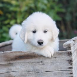 Olive - White female Great Pyrenees puppy in Yakima, Washington from Naches Heights Ranch