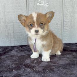 Daisy (sour cream) - Red female Pembroke Welsh Corgi puppy in Mc Cammon, Idaho from Sunny J Corgis and Mini Americans