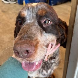 Maverick - English Springer Spaniel